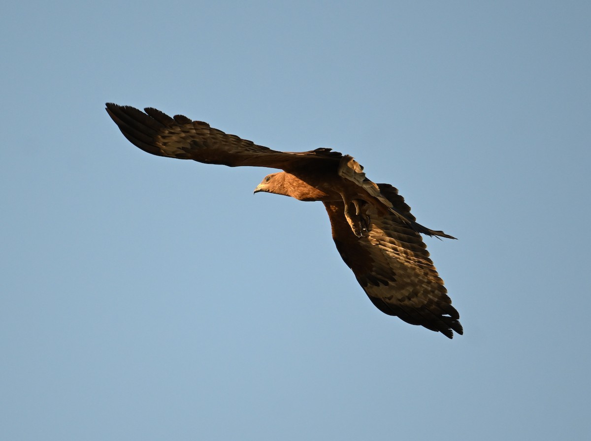 Oriental Honey-buzzard - ML626594010