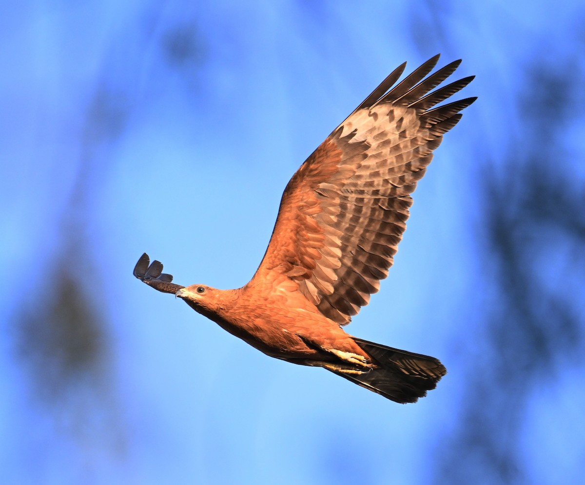 Oriental Honey-buzzard - ML626594012