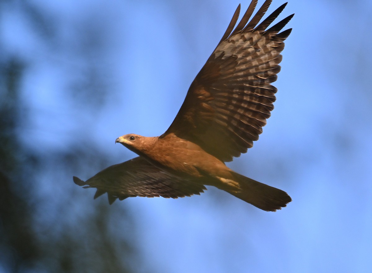 Oriental Honey-buzzard - ML626594013