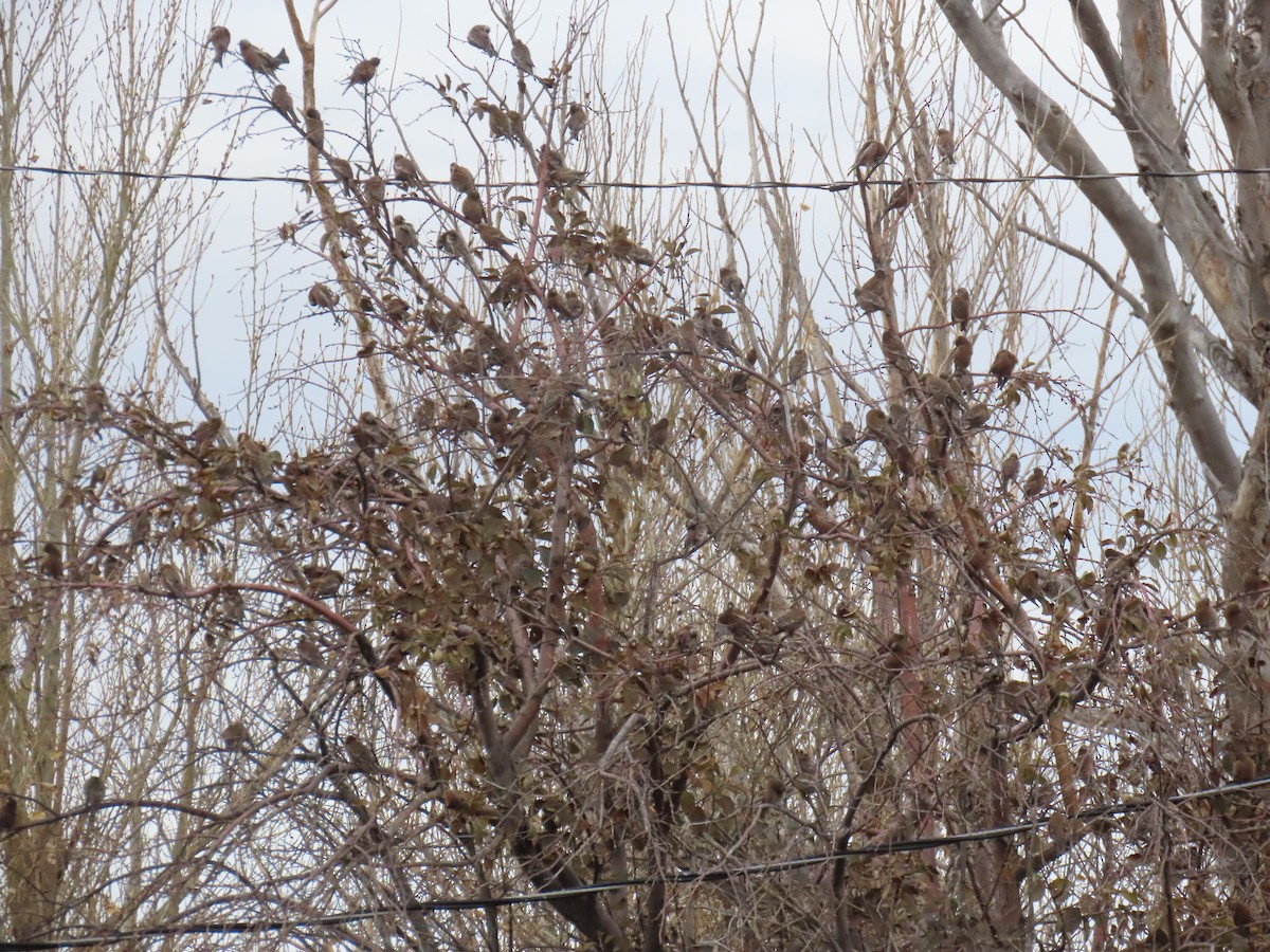 Gray-crowned Rosy-Finch - ML626594022