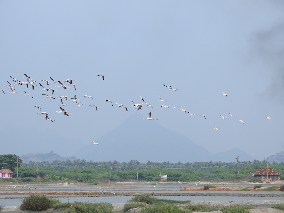 Greater Flamingo - ML626594155