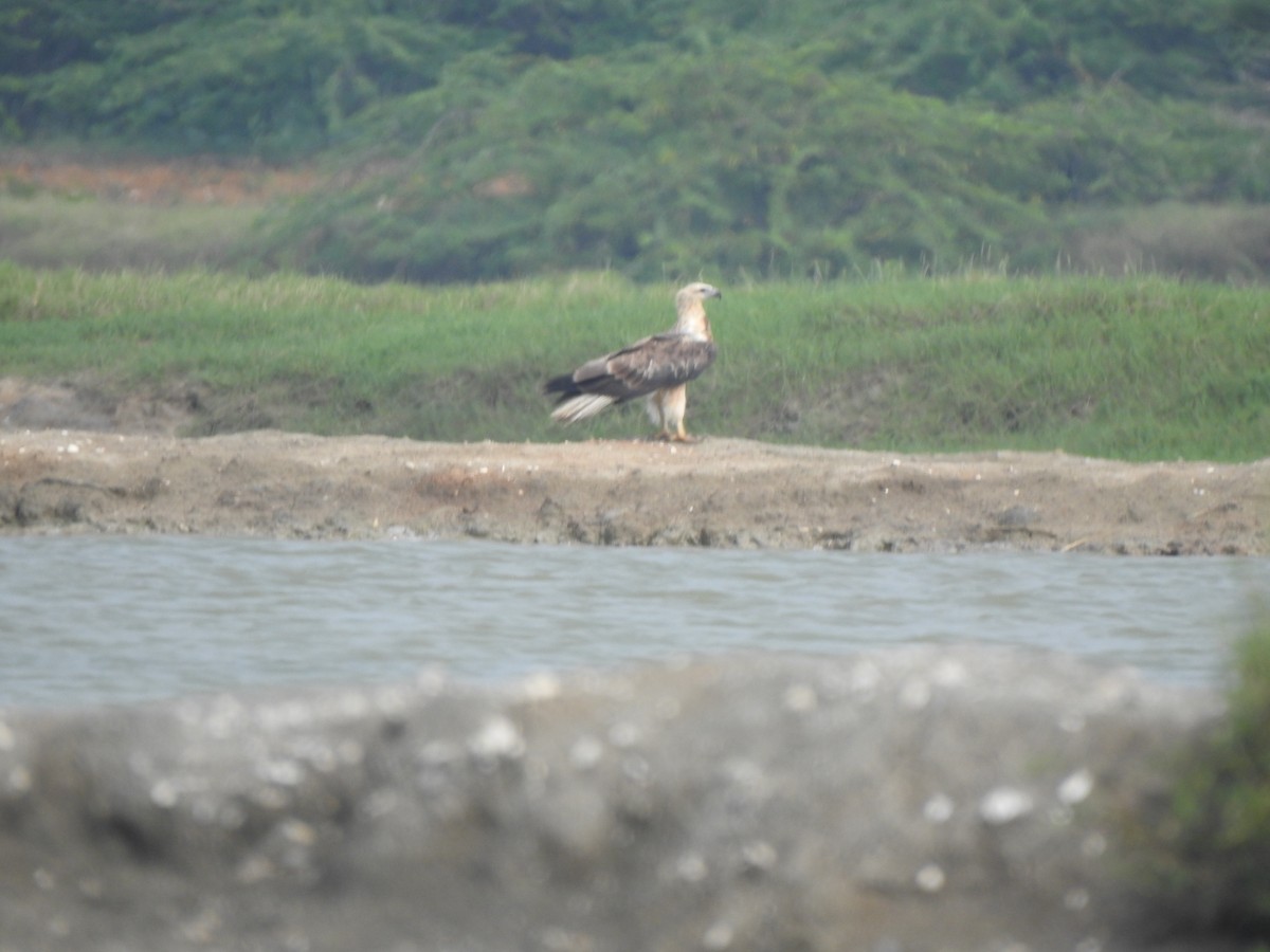 White-bellied Sea-Eagle - ML626594160