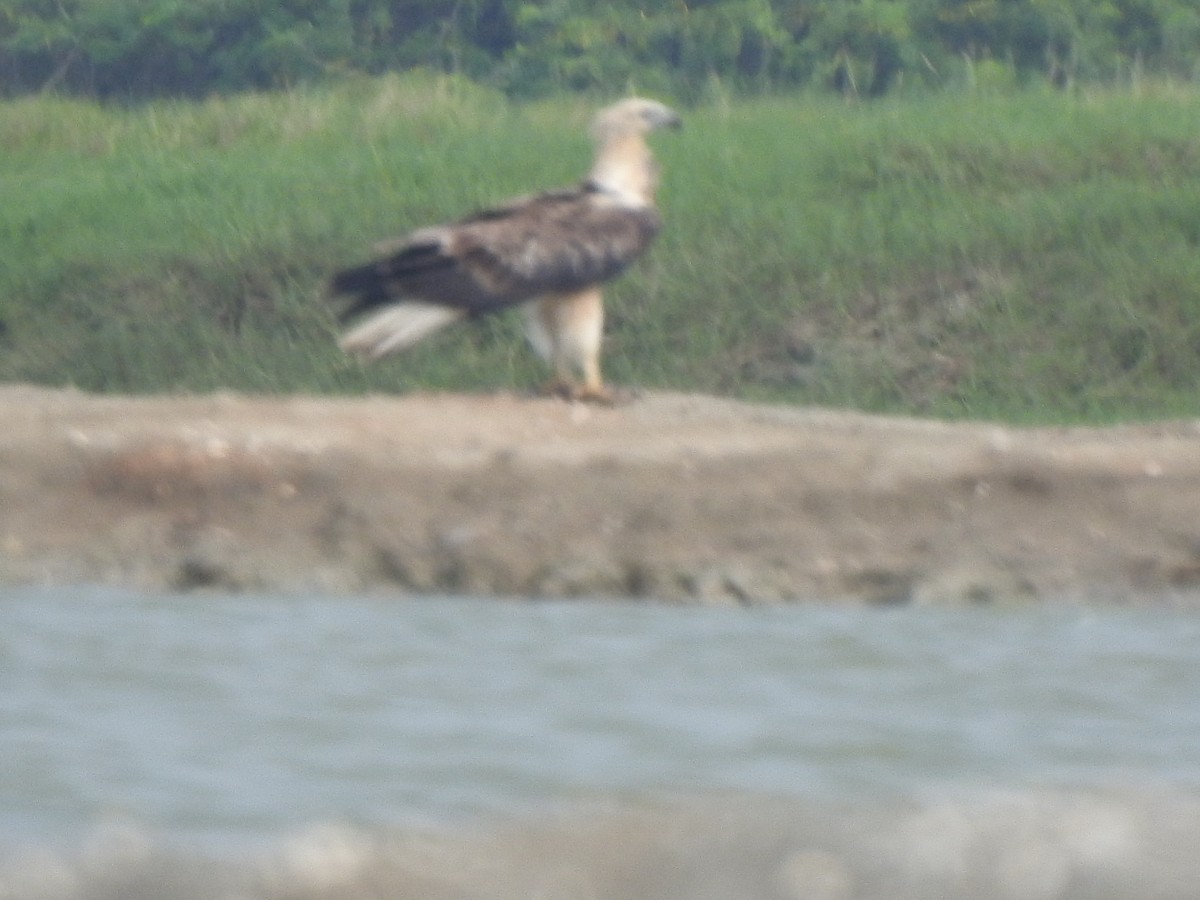 White-bellied Sea-Eagle - ML626594161