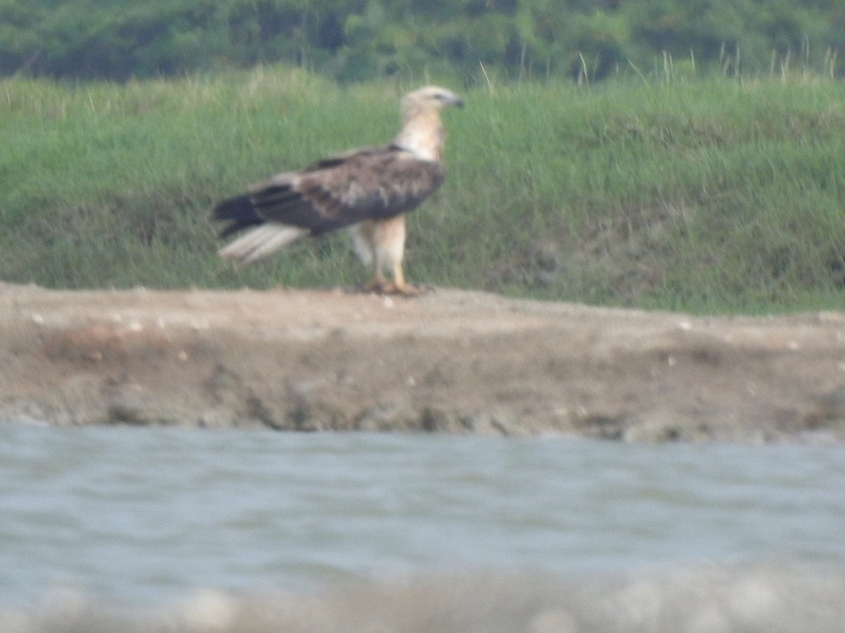 White-bellied Sea-Eagle - ML626594162