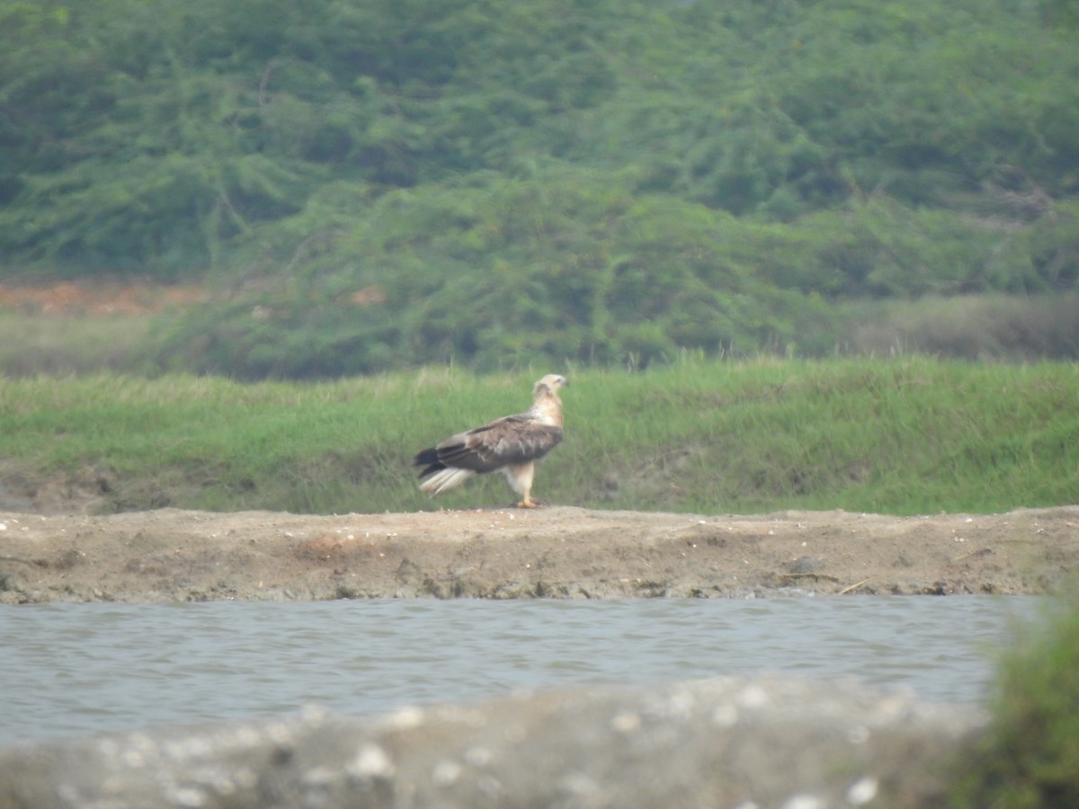 White-bellied Sea-Eagle - ML626594163