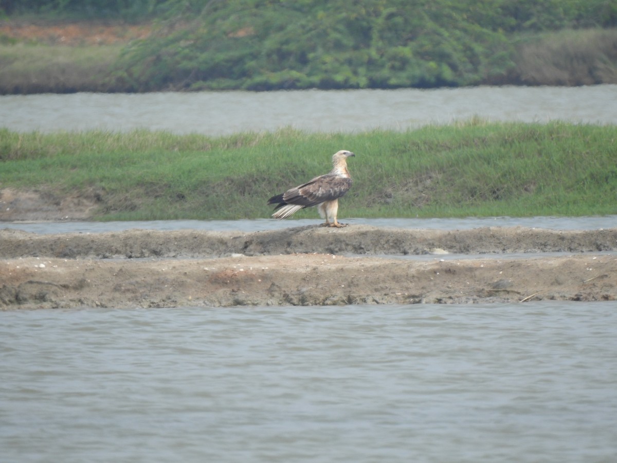 White-bellied Sea-Eagle - ML626594164