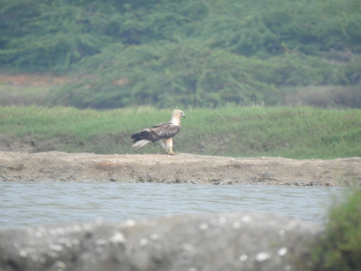White-bellied Sea-Eagle - ML626594166