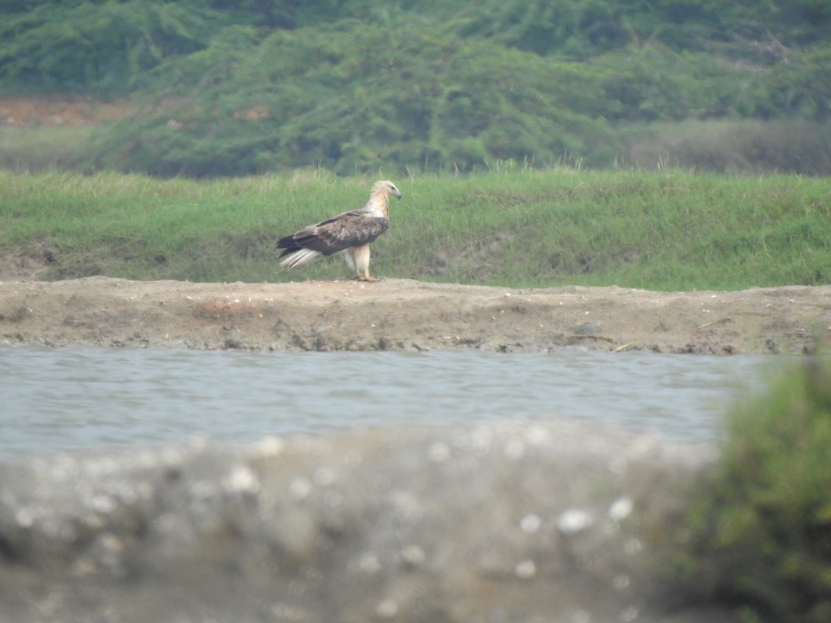 White-bellied Sea-Eagle - ML626594167