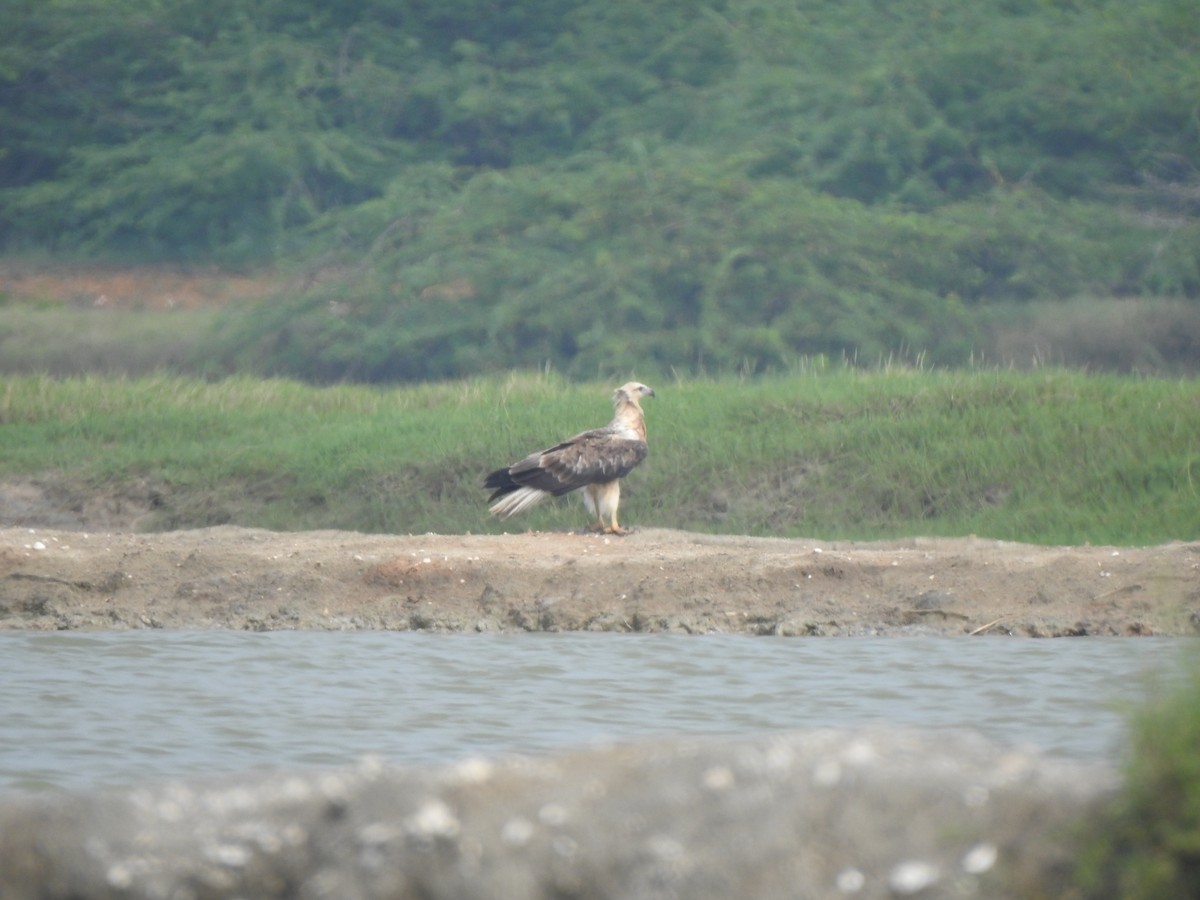 White-bellied Sea-Eagle - ML626594168