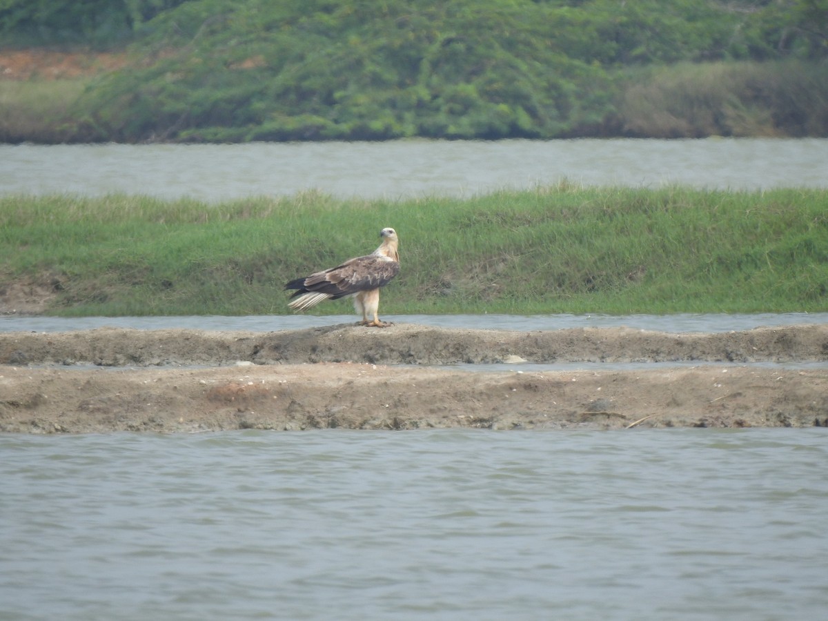White-bellied Sea-Eagle - ML626594171