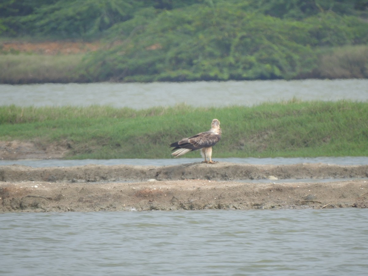 White-bellied Sea-Eagle - ML626594173