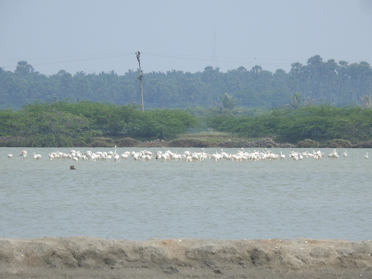 Greater Flamingo - ML626594181