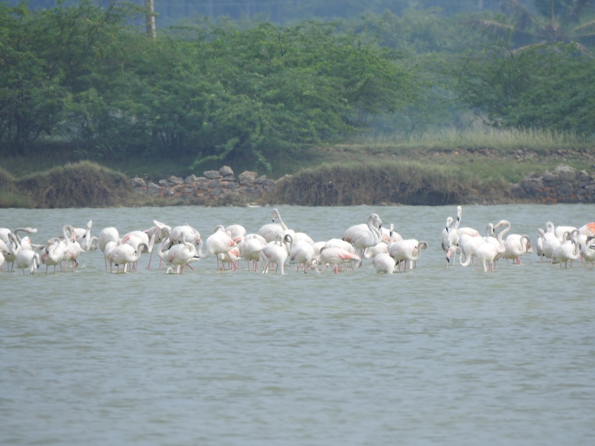 Greater Flamingo - ML626594182