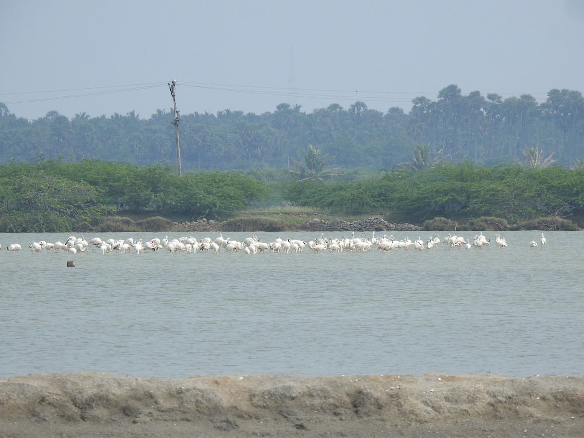 Greater Flamingo - ML626594183