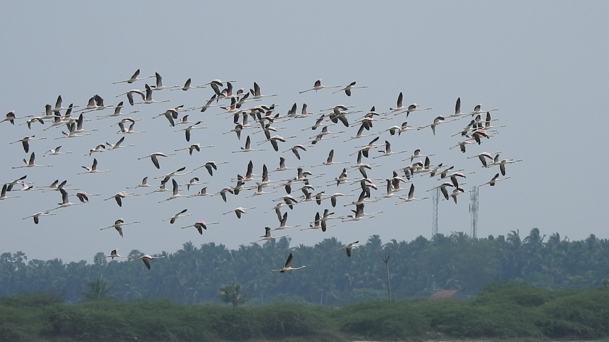 Greater Flamingo - ML626594223