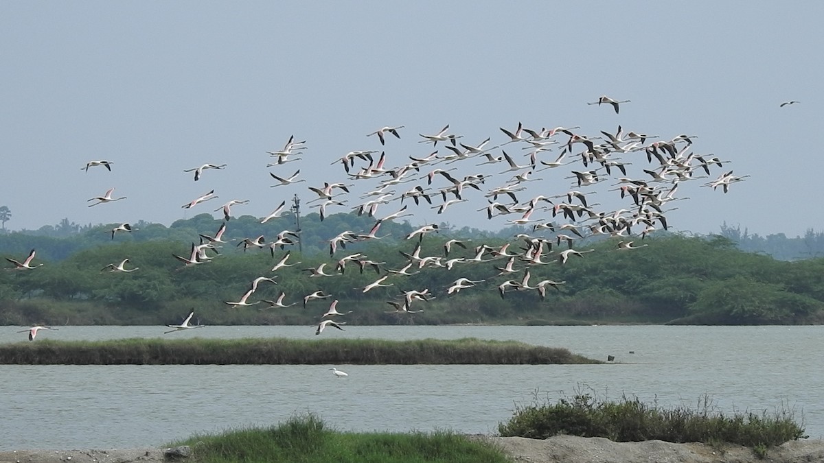 Greater Flamingo - ML626594224