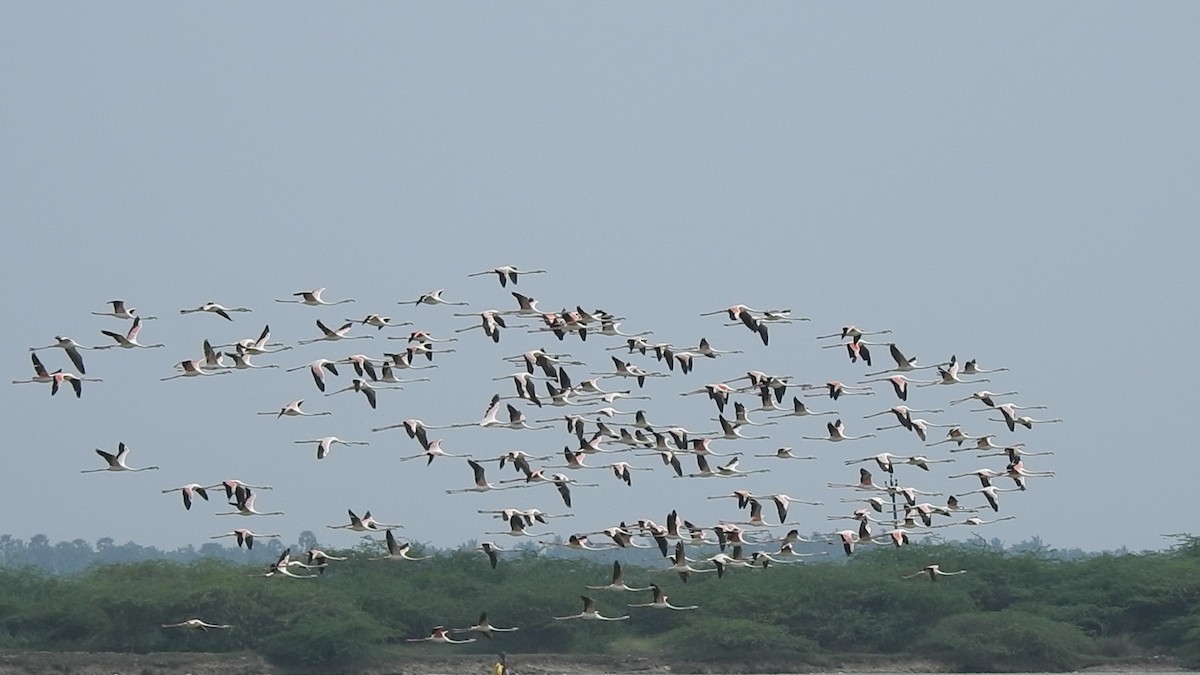 Greater Flamingo - ML626594225