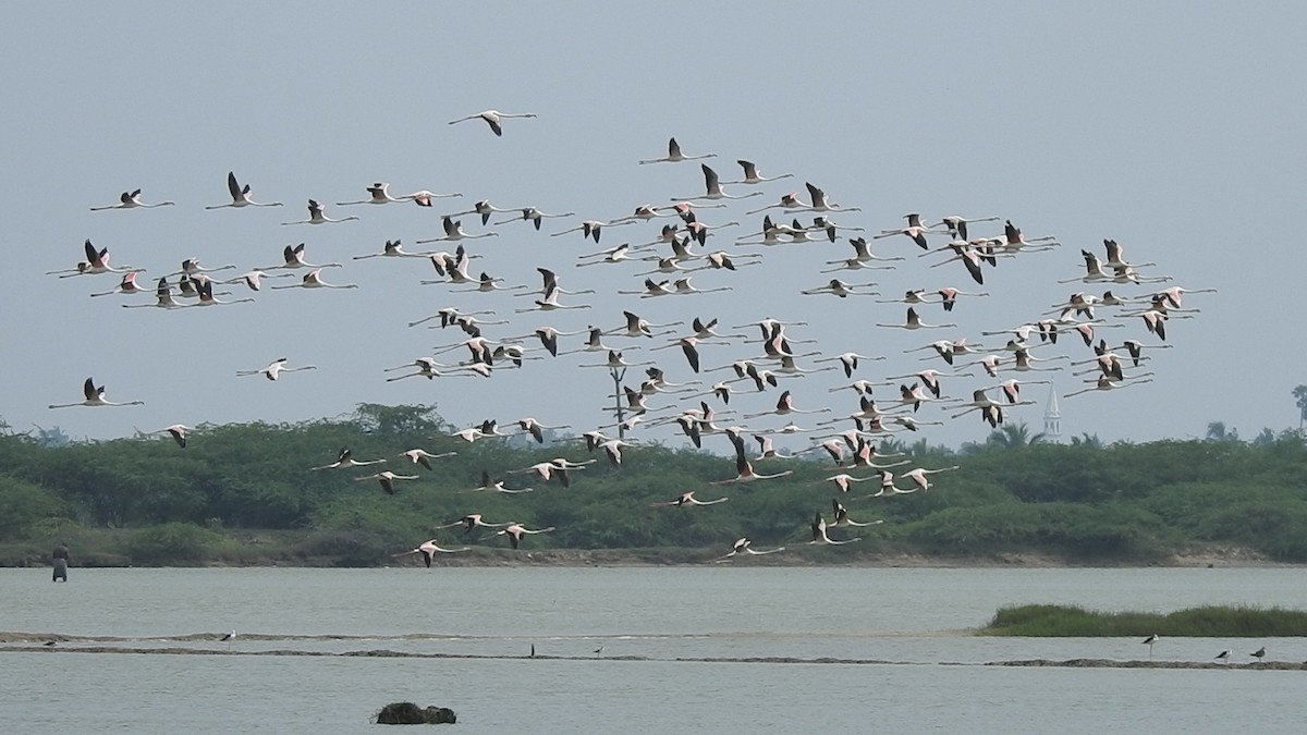 Greater Flamingo - ML626594226