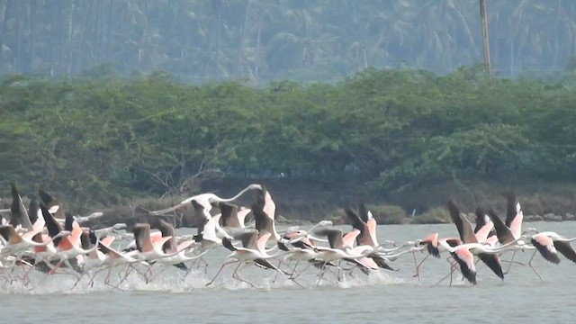 Greater Flamingo - ML626594231
