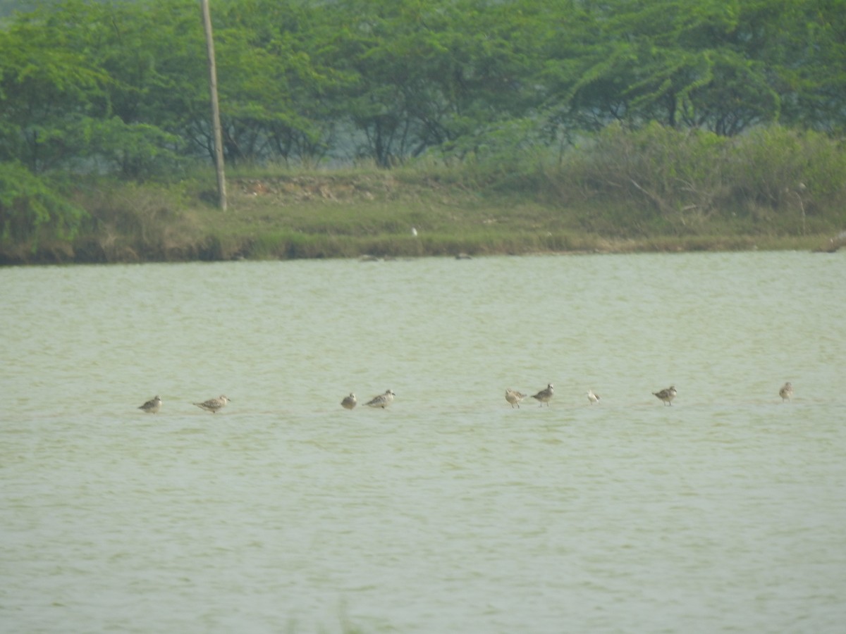 Black-bellied Plover - ML626594303