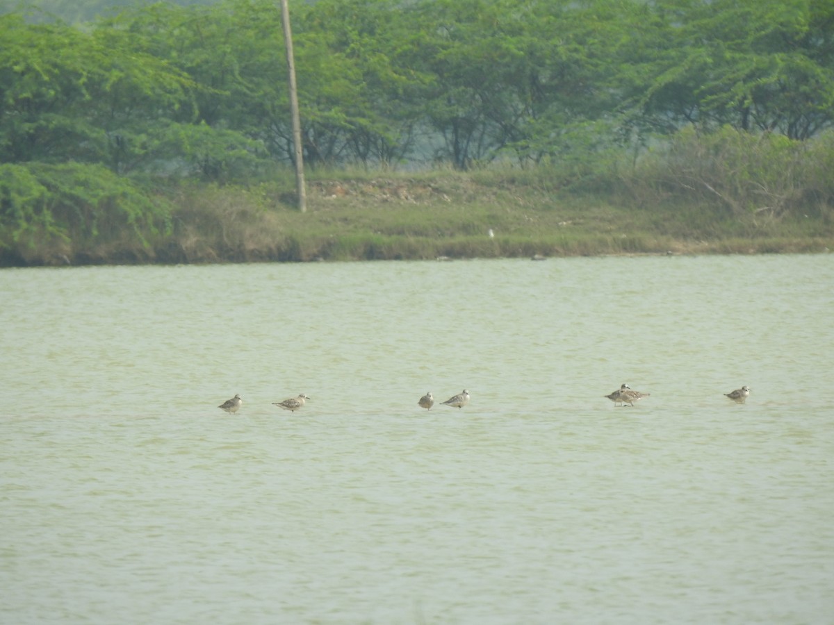 Black-bellied Plover - ML626594304
