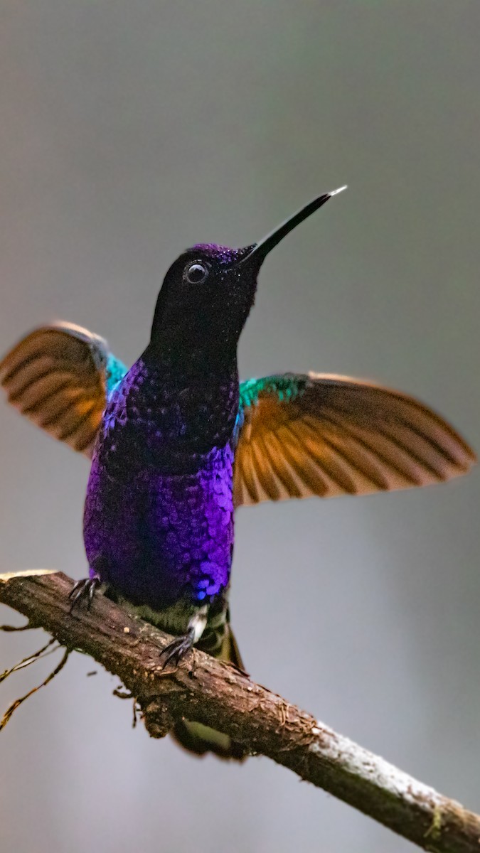 Velvet-purple Coronet - ML626594310