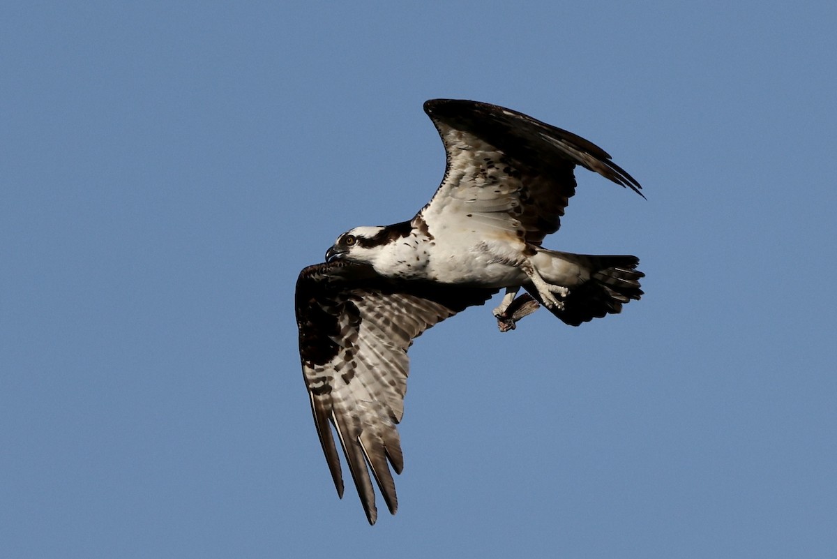 Balbuzard pêcheur - ML626594374