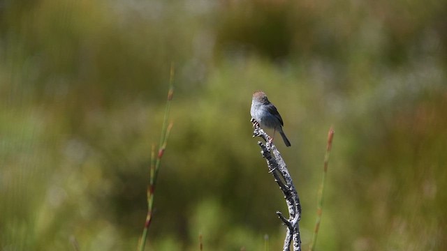 Cisticole à couronne rousse - ML626594428