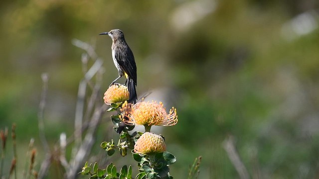Cape Sugarbird - ML626594472