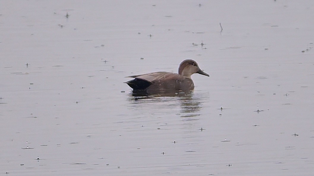 Canard chipeau - ML626594488