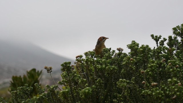 Cape Grassbird - ML626594540