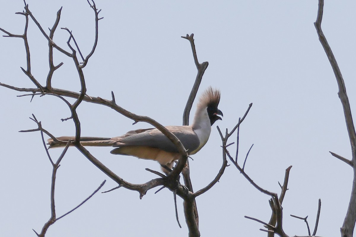 Bare-faced Go-away-bird - ML626594547