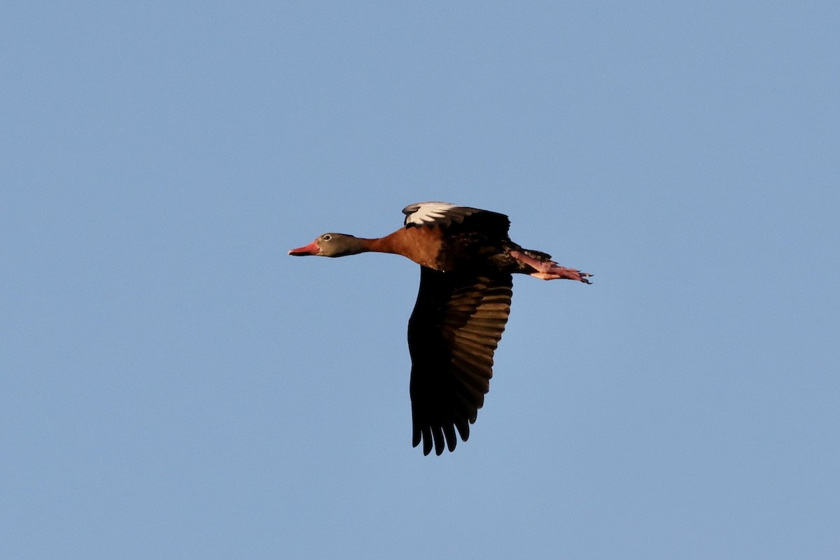 Dendrocygne à ventre noir - ML626594603