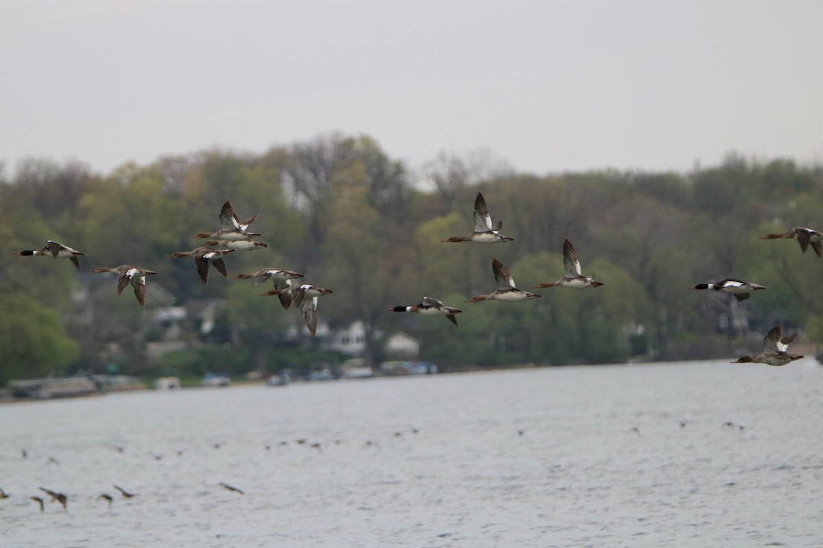Red-breasted Merganser - Zachary Frieben
