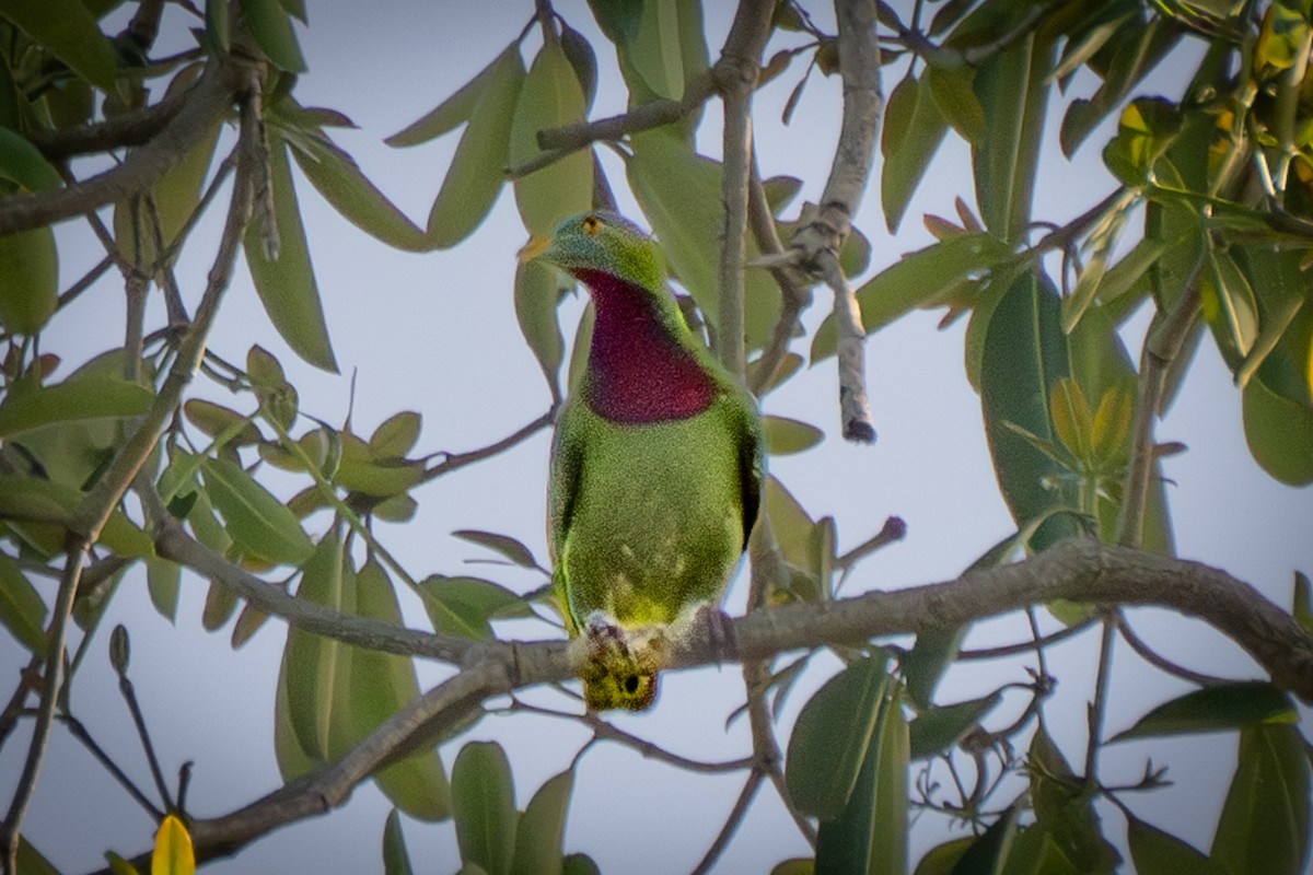 Claret-breasted Fruit-Dove - ML626594854