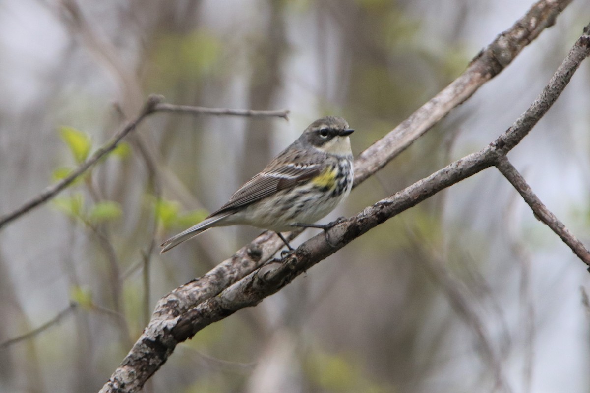 Yellow-rumped Warbler (Myrtle) - ML62659491