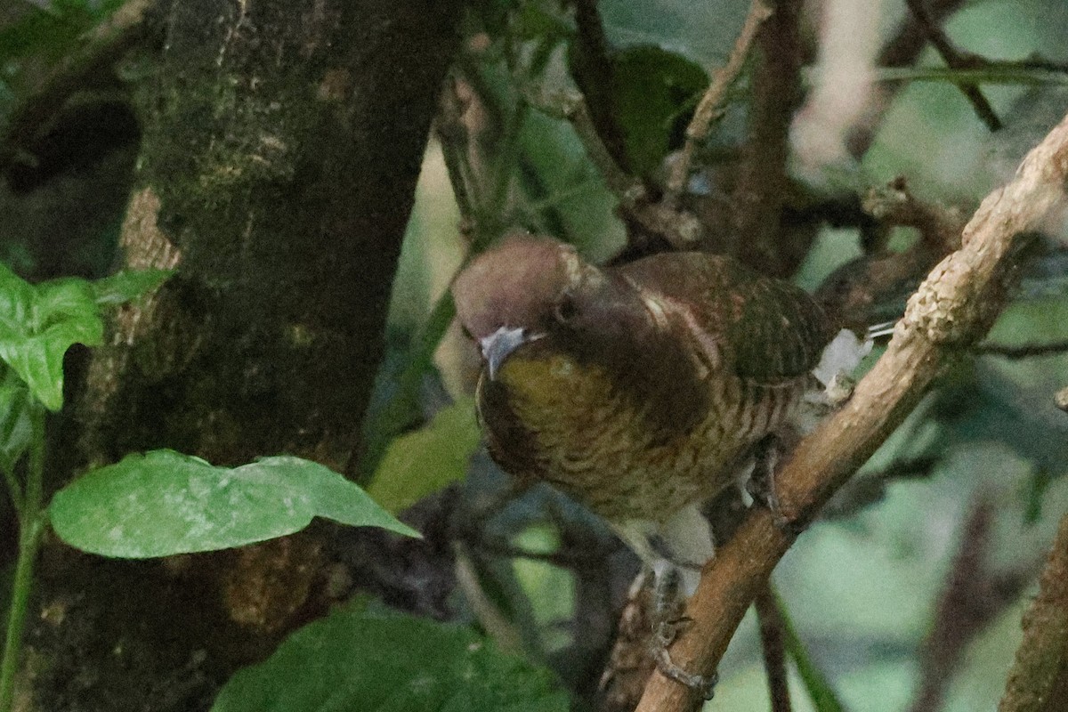 Klaas's Cuckoo - ML626594918
