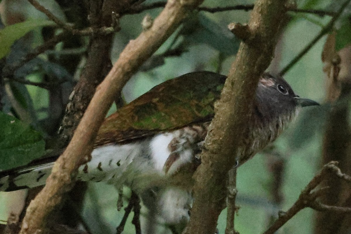 Klaas's Cuckoo - ML626594919