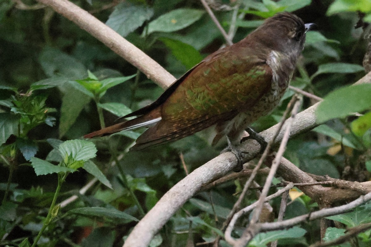 Klaas's Cuckoo - ML626594920