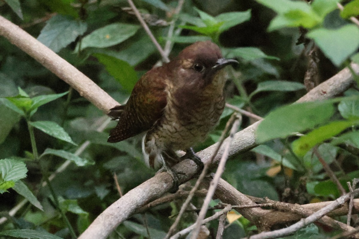 Klaas's Cuckoo - ML626594921
