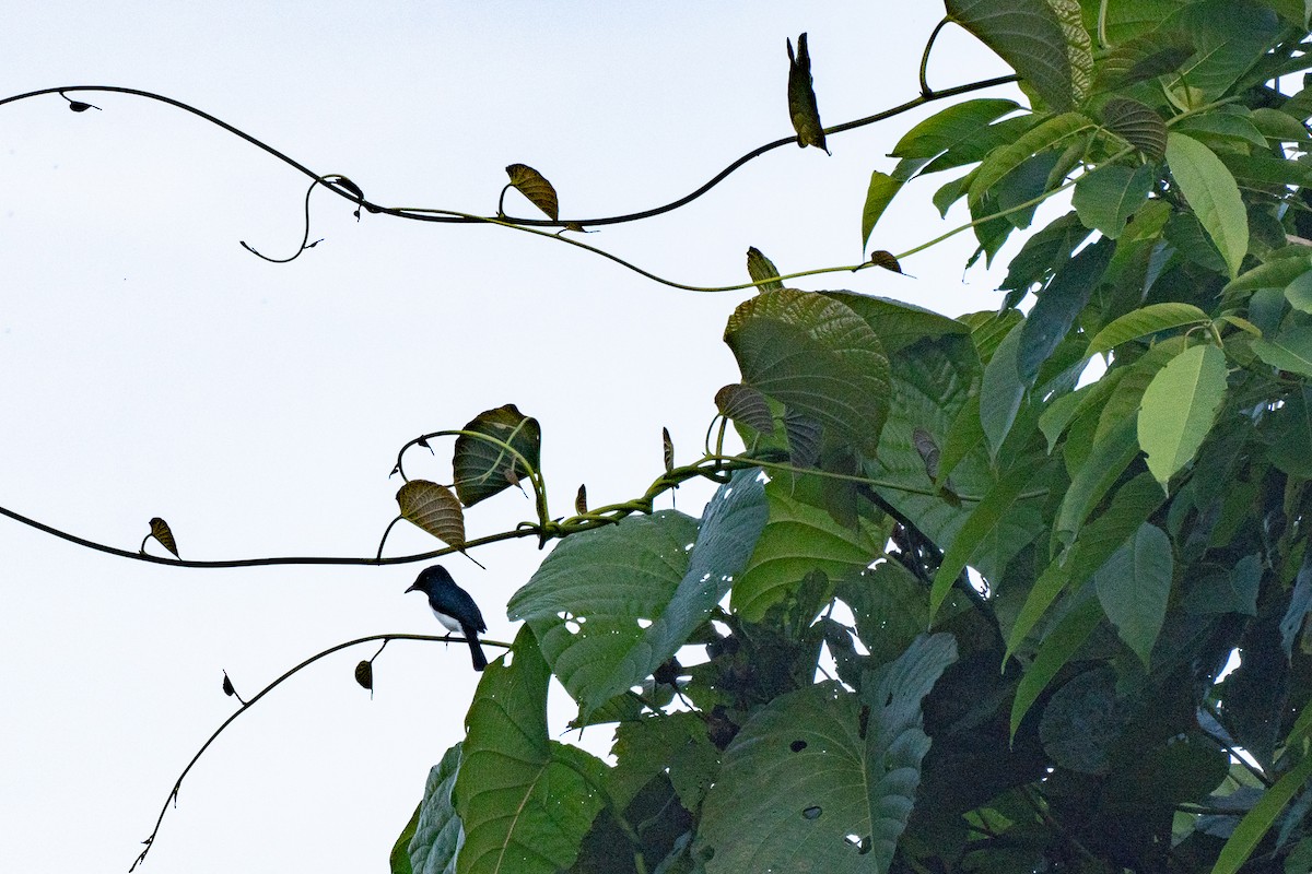 Steel-blue Flycatcher - ML626594922