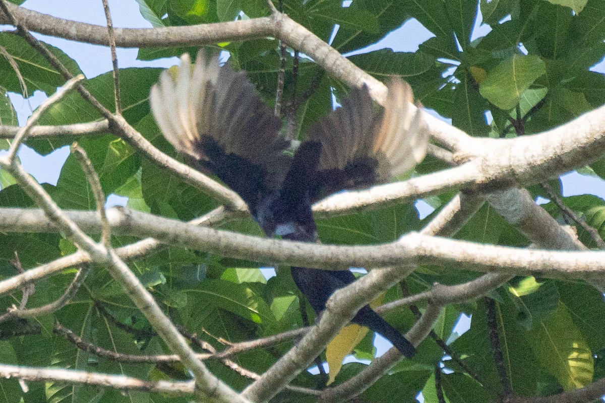 Brown-winged Starling - ML626594930
