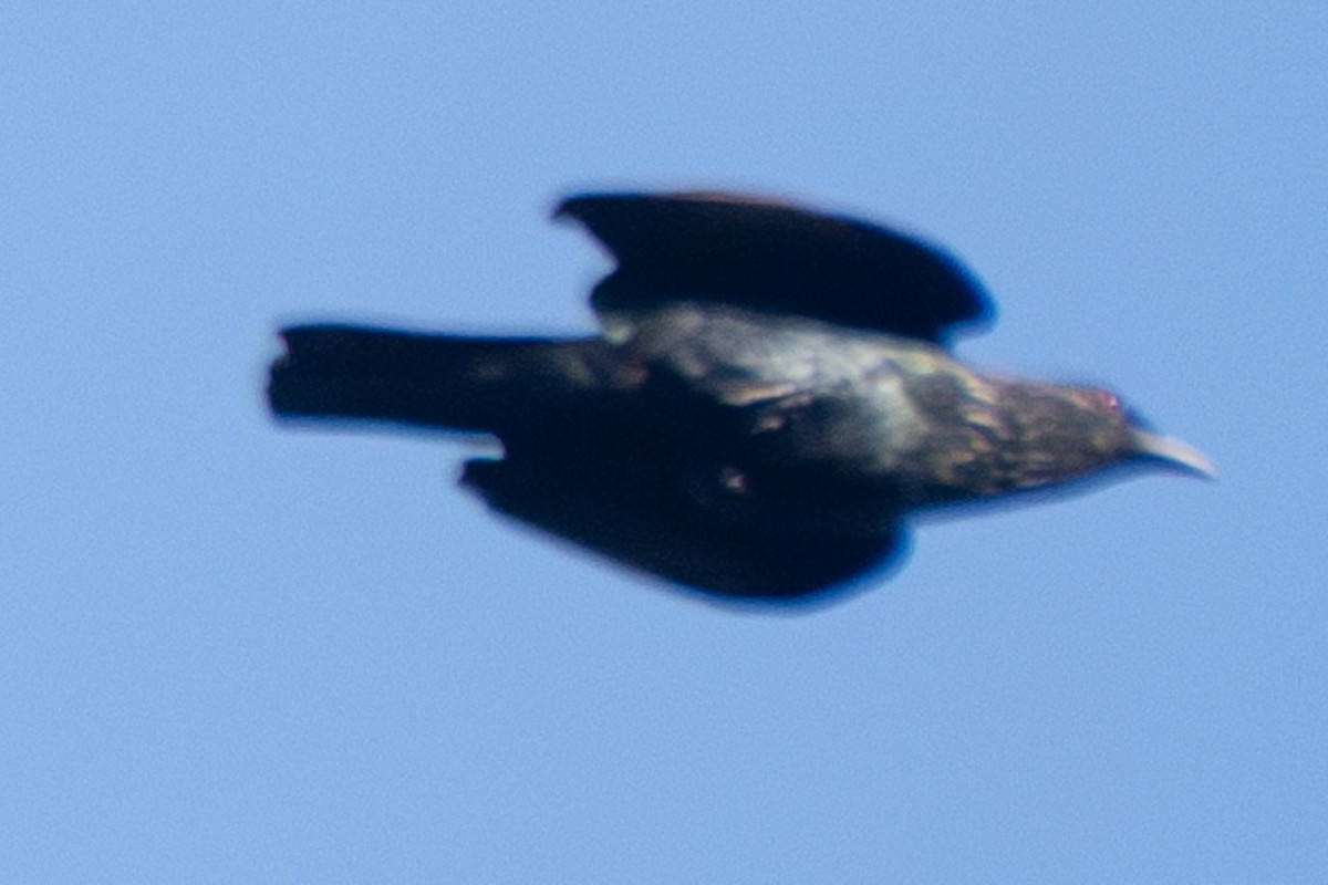 Brown-winged Starling - ML626594931