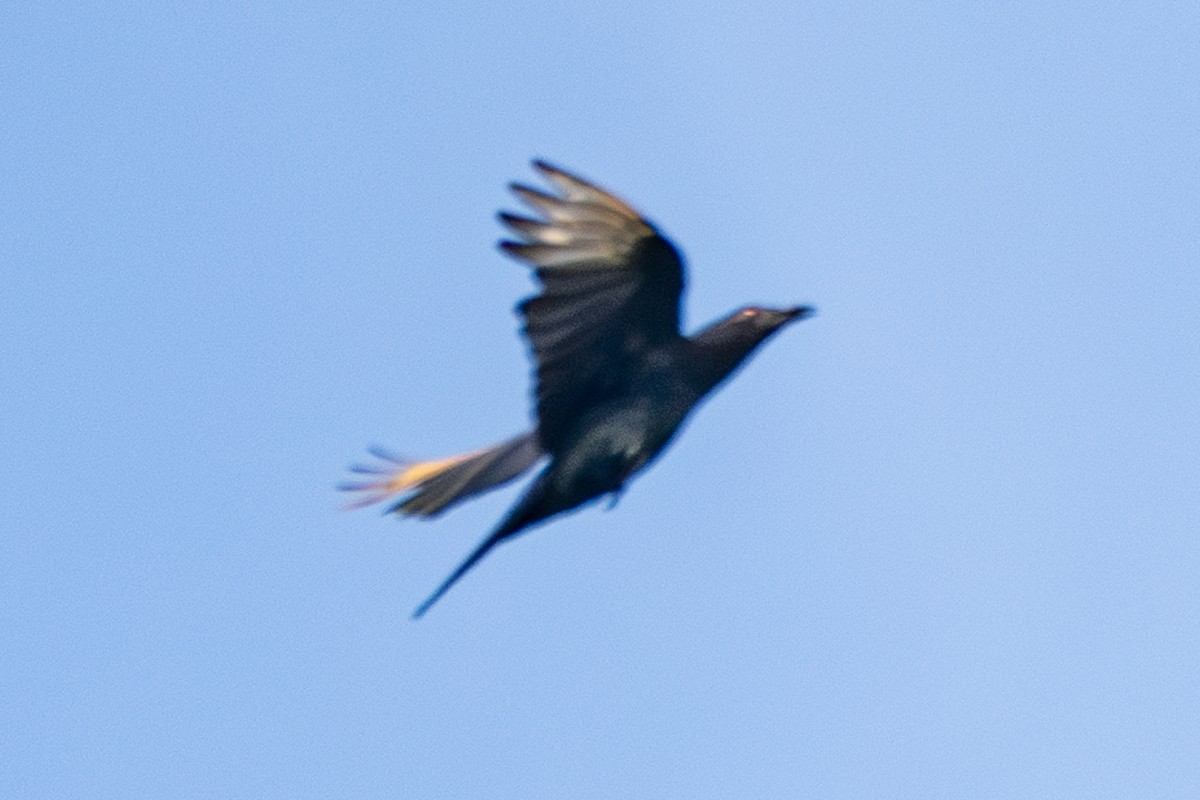 Brown-winged Starling - ML626594932