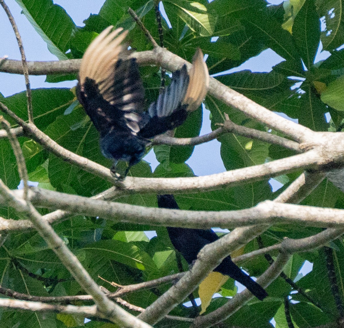 Brown-winged Starling - ML626594933