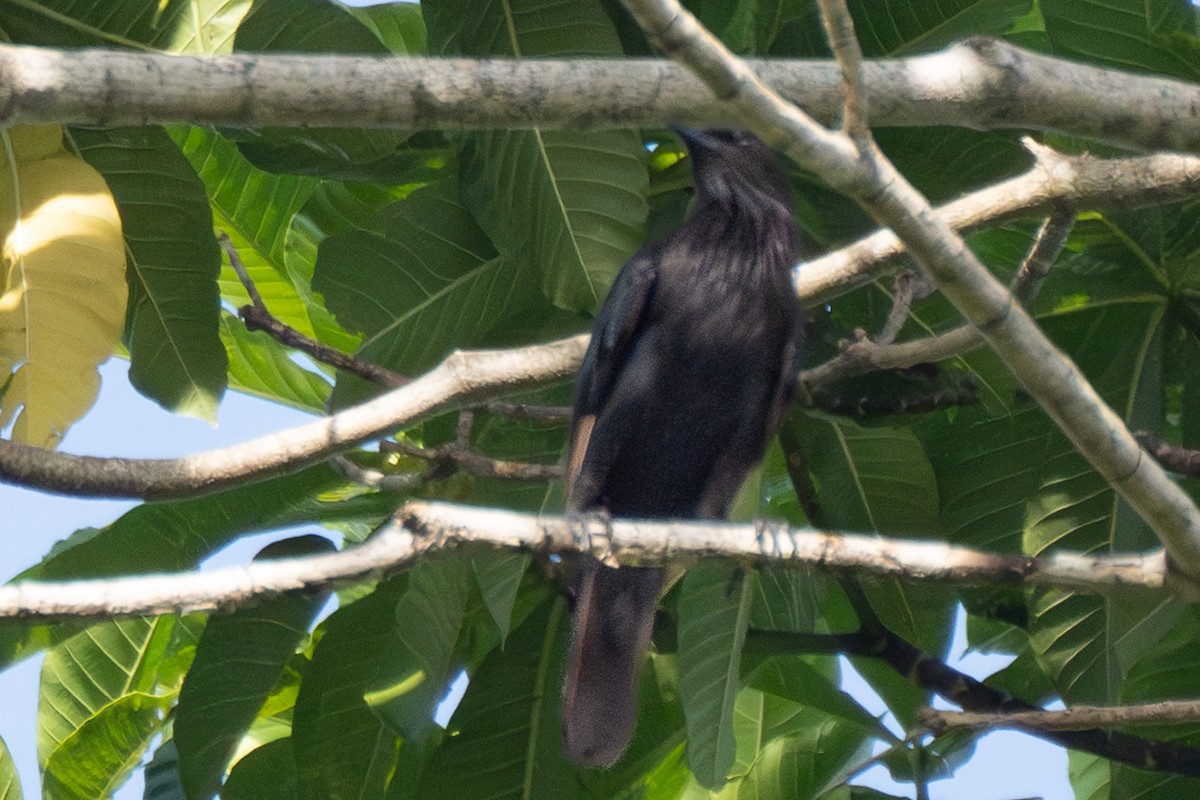 Brown-winged Starling - ML626594934