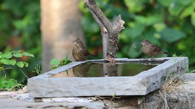 Crested Bunting - ML626594982