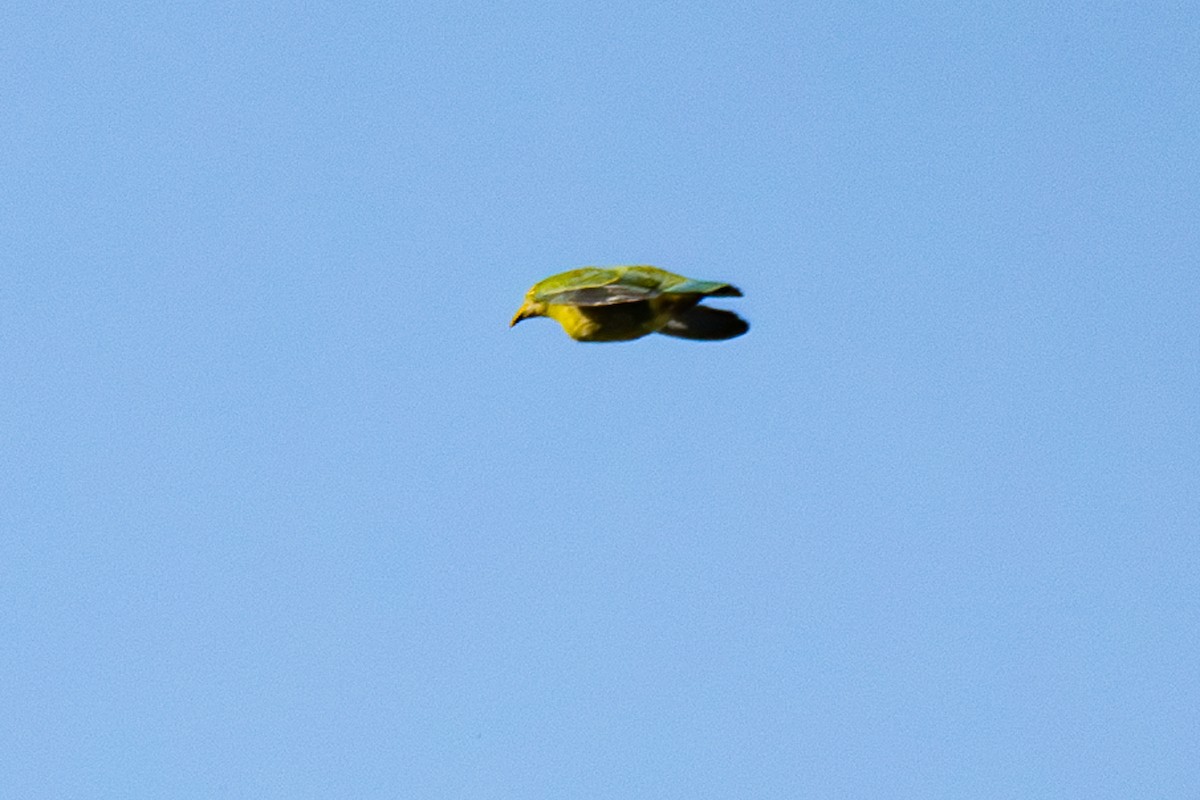 Yellow-bibbed Fruit-Dove - ML626595153
