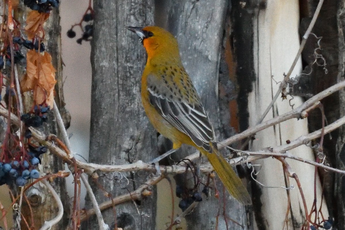 Streak-backed Oriole - ML626595161