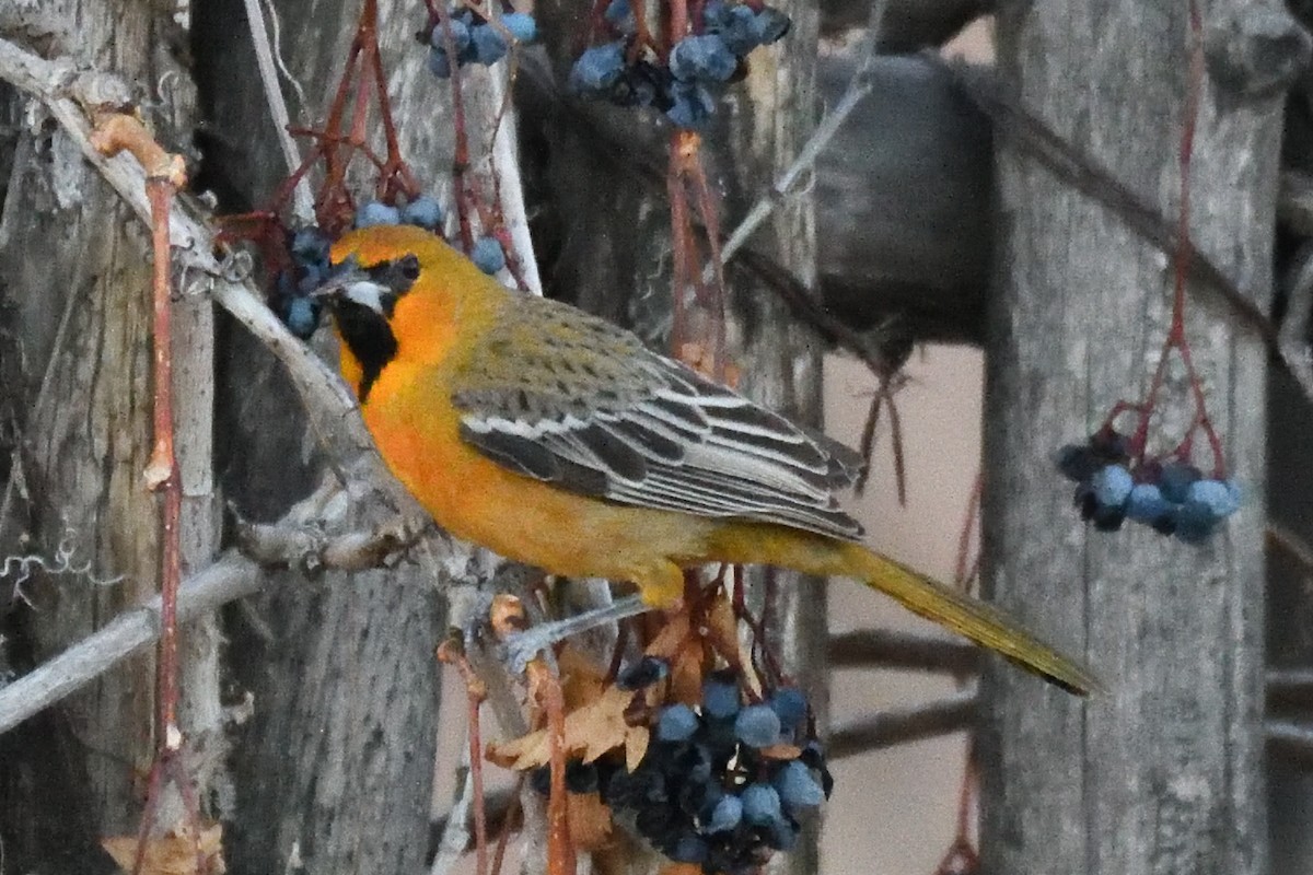 Streak-backed Oriole - ML626595173